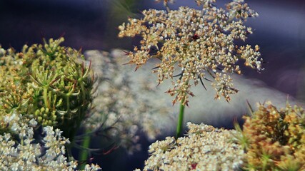 Schafgarbe © Theresa