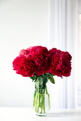 Bouquet of purple peony flowers in full bloom in glass vase on white background. Minimalist floral still life.