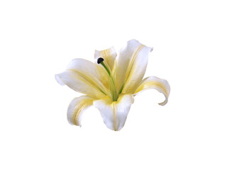 flower, transparent background