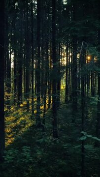 Golden sun shining through pristine lush forest, vertical nature wallpaper