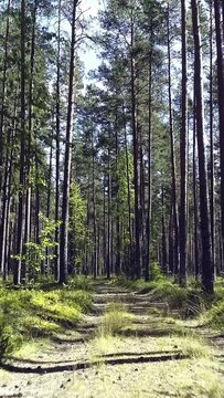 POV low angle drone forward motion along narrow footpath in a dense pine tree forest, vertical nature wallpaper