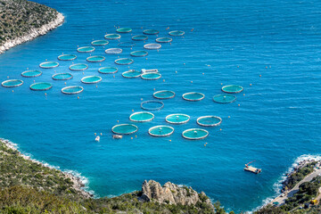 Fish sea farm with floating circle cages and coastline in Greece, aerial view