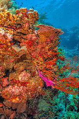 Obraz na płótnie Canvas Coral reef South Pacific