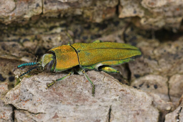 Detailed closeup on a colorful yellow metallic jewel beetle, Anthaxia hungarica sitting on a leaf