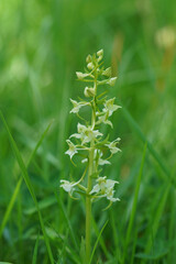 Closeup on the rare and endangered Greater Butterfly-Orchid, Platanthera chlorantha in a meadow