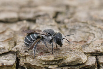 Closeup on the small black and white colored masonn bee, Osmia submicans on wood