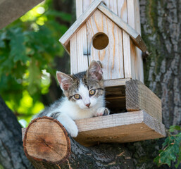 Pets cats in different situations in the trees and in the house