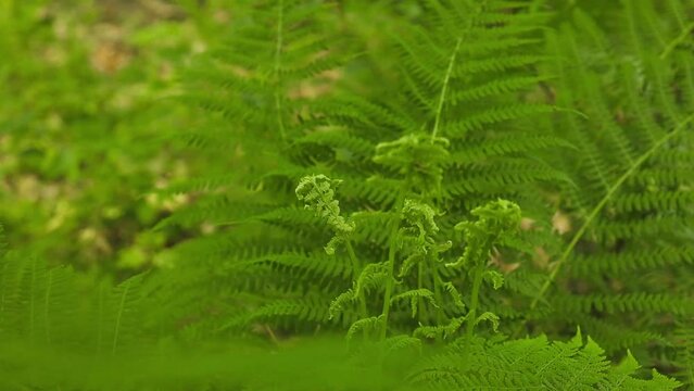 Fern leaf with water drops close-up. High quality photo
