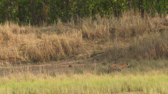 wide shot of wild female bengal tiger roaming freely in her territory during hot summer season and natural green background in evening safari at bandhavgarh national park madhya pradesh india asia