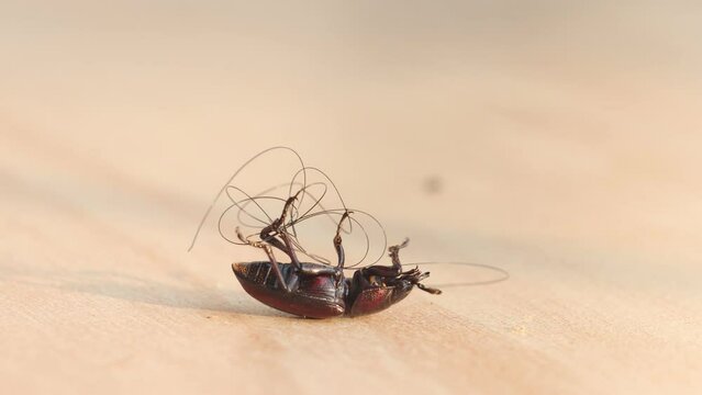 A beetle is lying on the floor with a human hair, Thailand