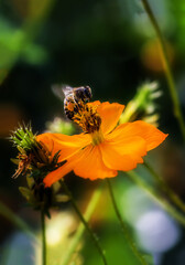 Abelha na flor de cravo amarela - bee collecting pollen on carnation flower