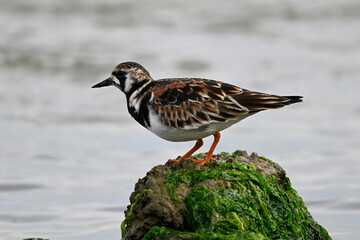 Ruddy turnstone // Steinwälzer (Arenaria interpres)