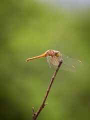 libélula amarela com fundo verde - yellow dragonfly with green background