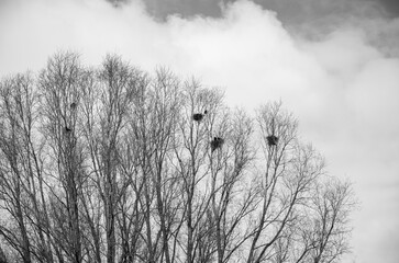 Crow nests on leafless branches in early Spring - monochrome