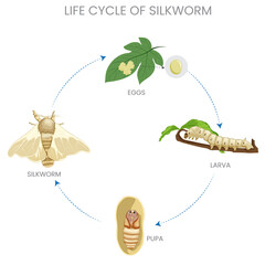 Silkworm life cycle,  Egg, larva, pupa, adult. silk production plays a vital role - obrazy, fototapety, plakaty
