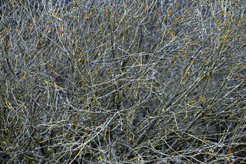 Fototapeta na wymiar Cluster of leafless branches covered with yellow algae in the winter- abstract nature background