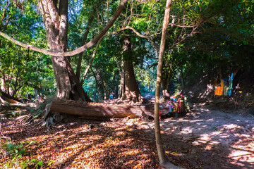 Cultural Ecosystem Harmony: Tree Protection and Thai Buddha Worship with Multicolored Cloth Wraps