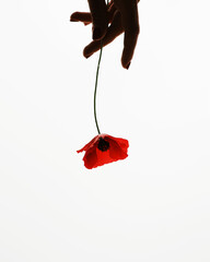 Hand holding red poppy flower on white background. Dramatic and emotional composition. Silhouette...