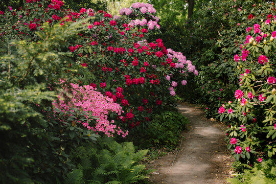 A tunnel of brightly colored pink rhododendron flowers, photographed in a park in late spring