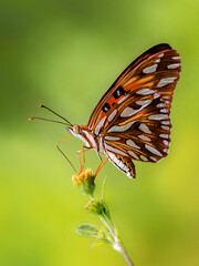 Borboleta laranja - butterfly of three colors, orange, white and black.