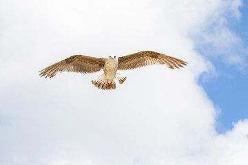 Bird gliding with open wings, sky full of clouds.