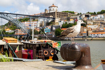 Birds will stop at the place where the boats are attached. With background of a city in Portugal.