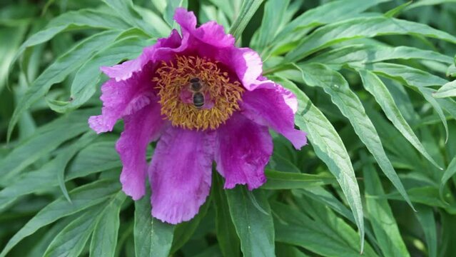 Video of bee collects nectar from a spring flower of a wild peony (lat. Paeonia anomala) with yellow stamens and pink petals. Natural background of flowering honey plant