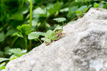 green frog