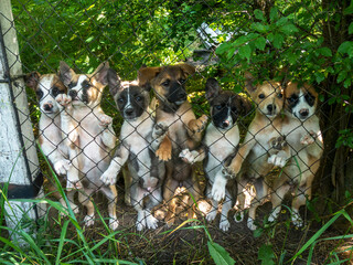 Funny mongrel puppies lined up on their hind legs in one row behind the fence