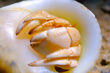 Macro Photography. Closeup Shot of a hermit crab trying to come out of its shell in the city of Bandung - Indonesia