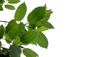 Fototapeta na wymiar A branch of Kratom leaves on white isolated background for green foliage backdrop with copy space