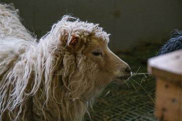 Livestock flock of sheep on Faroe Islands, wool production main export economy