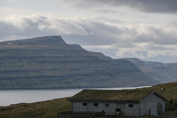 Livestock flock of sheep on Faroe Islands, wool production main export economy