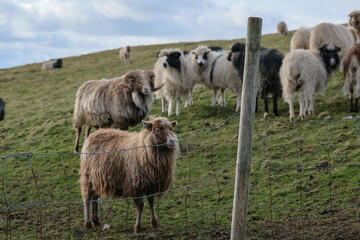 Livestock flock of sheep on Faroe Islands, wool production main export economy