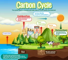 Wallpaper murals Kids Carbon Cycle Diagram for Science Education