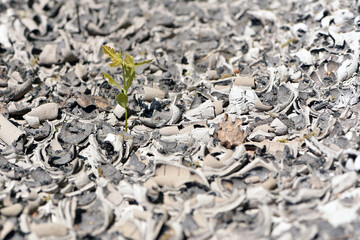 young tree, sprout sprouts on cracked soil. The effect of global warming. ecology, temperature. Desert background. Global water scarcity. hot climate and drought. macro