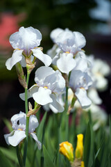 Irideae. White iris flowers are blooming in the garden. White flowers in the garden. floral natural background. beautiful delicate flowers close-up. blurred green background. close-up
