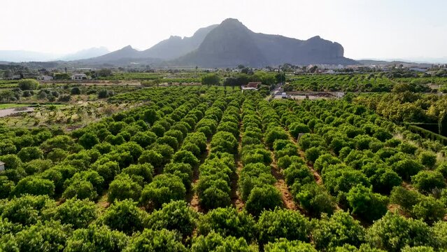 Mountains with cultivated vineyards farmland in Spain