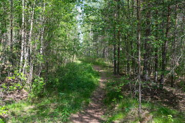 Fototapeta premium summer forest in estonia