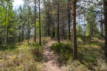 summer forest in estonia