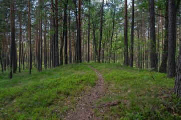 summer forest in estonia