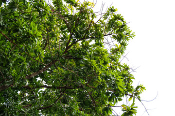 green leaves on a branch