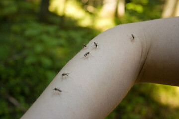 mosquitos on arm - obrazy, fototapety, plakaty