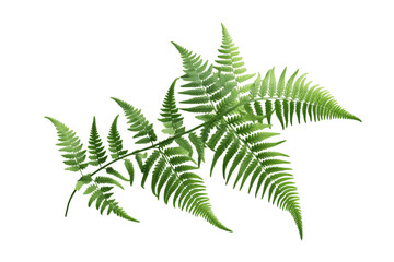 Ferns Illustration of Lush Green Foliage on a White Background. Generative AI - obrazy, fototapety, plakaty