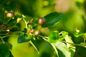 Young apple fruits, close up photo with apples in an apple tree. Summer tasty fruits.