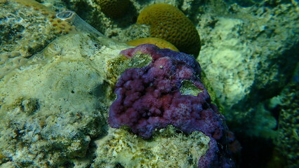 Microporous coral or pore coral, hump coral (Montipora tuberculosa) undersea, Red Sea, Egypt, Sharm...