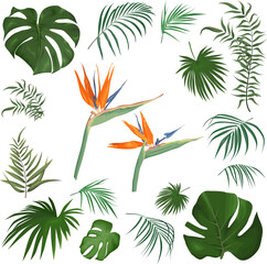 Large vector set of tropical plants and flowers on a white background. Strelitzia plant, palm leaves and other tropical plants. . Vector illustration
