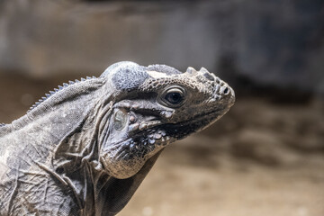 丸山動物園の仲間たち