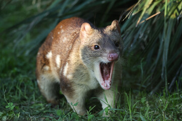 Tiger Quoll