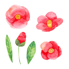 Camellia japonica with red double flowers and green leaves. Set of decorative elements for a greeting card or wedding invitation. Watercolor illustration.